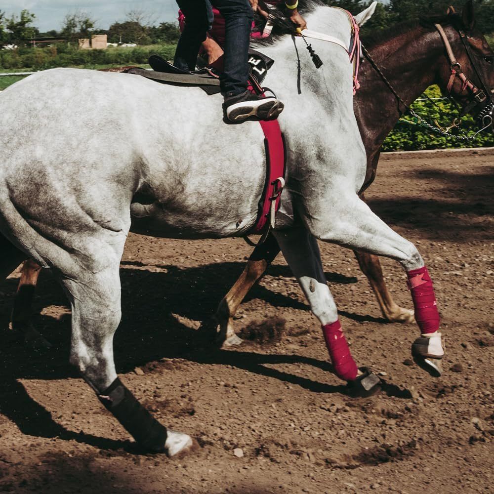 2/4Pcs Set Breathable Horse Le - đánh giá và giá Grooming Kit Horse