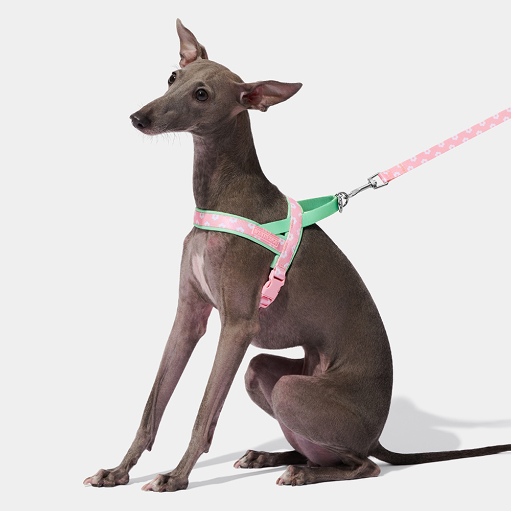 Luxury Pet Chest Strap Tractio - đánh giá và giá Headcollar Rope Set
