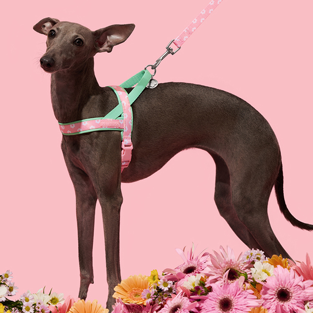 Luxury Pet Chest Strap Tractio - đánh giá và giá Headcollar Rope Set