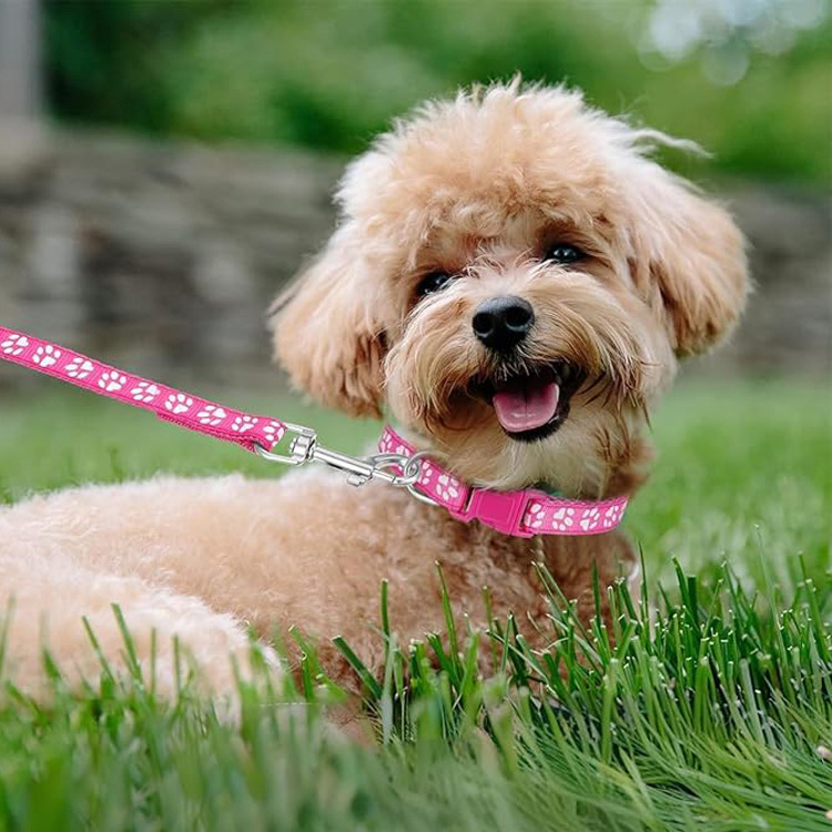 Dog Paw Print Pet Traction Rop - đánh giá và giá Headcollar Rope Set